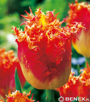 Tulpe bārkstainā Real Time 1 gab