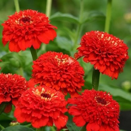 Gleznā cinnija Zinderella Red 10 gab Graines Voltz