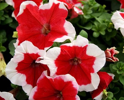 Petūnija Grandiflora PARADE/LIMBO GP F1 Red Picotee 10 gab Graines VOLTZ