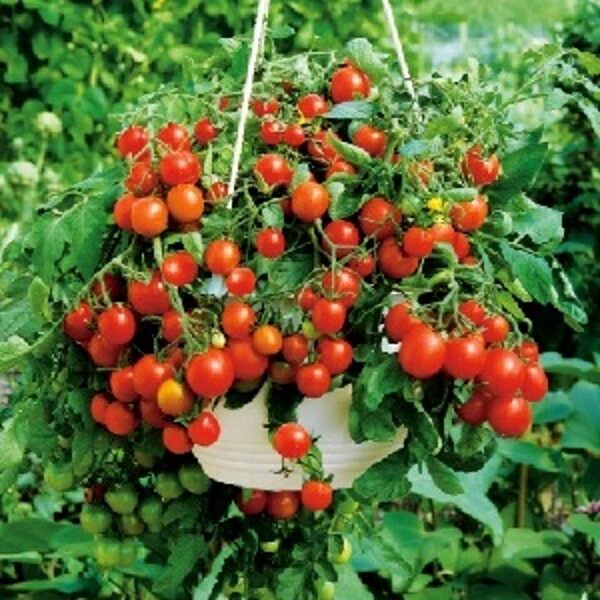 Tomāti RED PROFUSION F1 30 gab Syngenta
