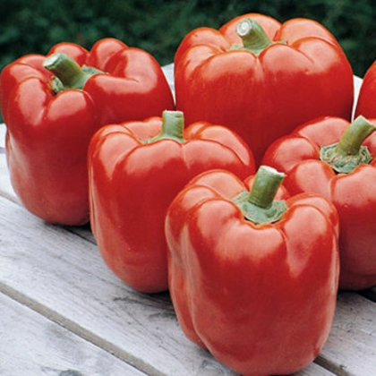 Paprika RED KNIGHT F1 10 gab Seminis