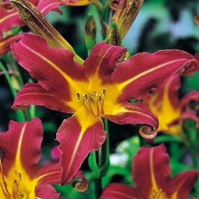 Dienziede RED MAGIC
