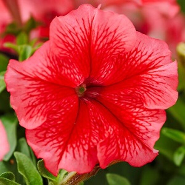 Petūnija Grandiflora PARADE/LIMBO GP F1 Red Vein 10 gab Graines VOLTZ