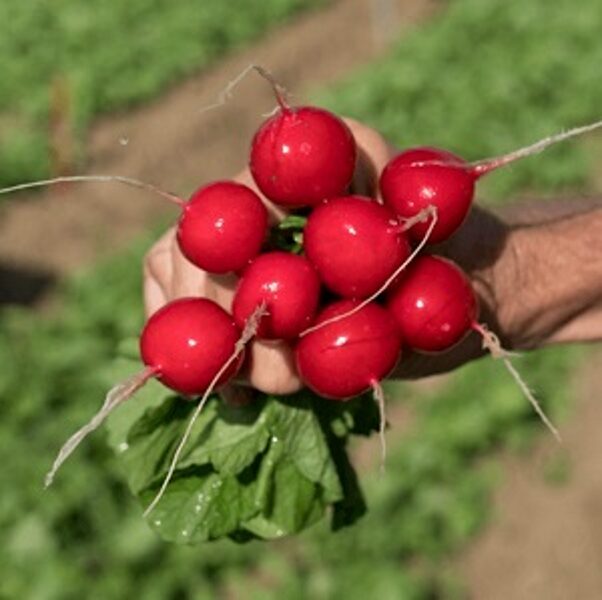 Redīsi CESAR F1  10000 gab Ø 3,00-3,25 mm Syngenta