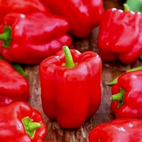 Paprika saldā Roberta F1 10 gab W.Legutko