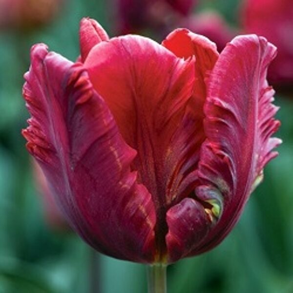Tulpe papagaiļu Rococo 5 gab