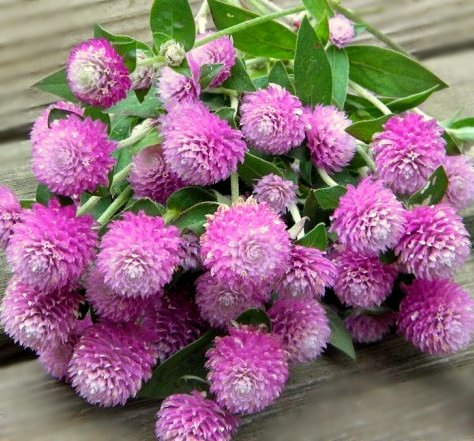 Lodveida gomfrēna Las Vegas Pink (ROSE) 35 gab Benary