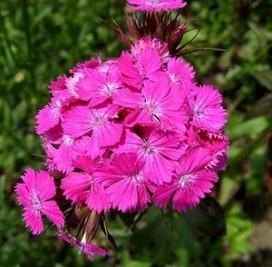 Studentu neļķes  (SPRING CHARM)  Rose 1 g Graines Voltz