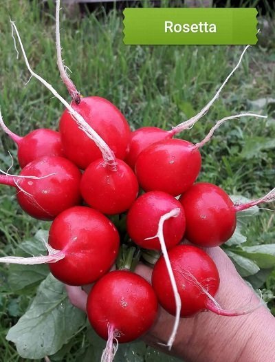 Redīsi ROSETTA F1 apm. 1000 gab  Bejo