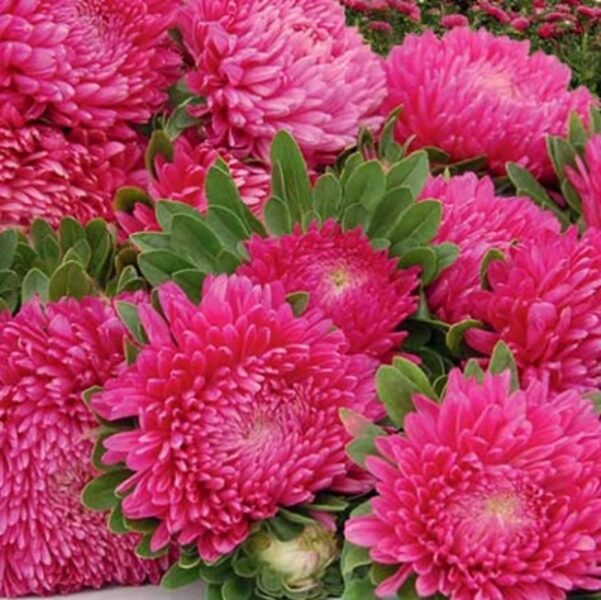 Asteres ķīnas Balloon Ruby red 30 gab Satimex