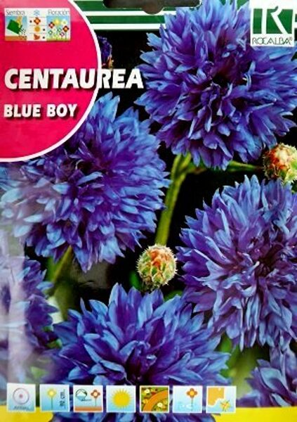Rudzupuķes Blue Boy 10 g Rocalba  