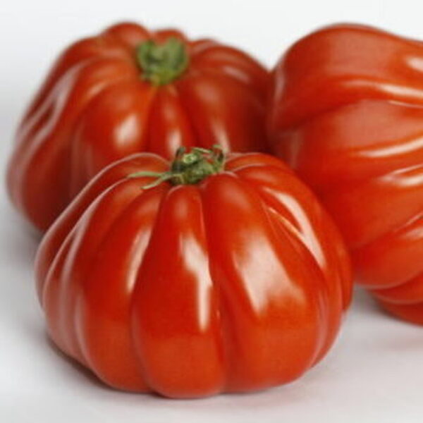 Tomāti RUGANTINO F1 50 gab Rijk Zwaan