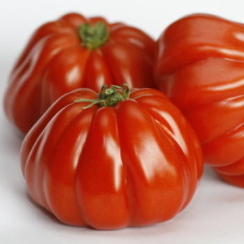 Tomāti RUGANTINO F1 5 gab Rijk Zwaan