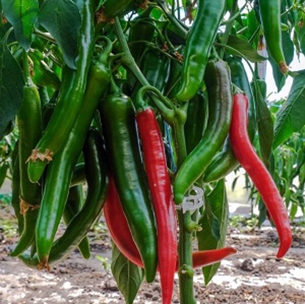 Pipari asie SAHEM F1 30 gab Syngenta