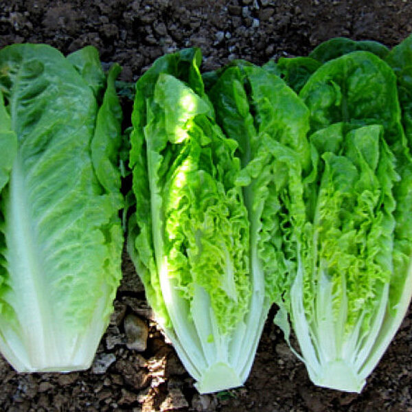 Salāti mini romiešu XAVIRA 60 gran Rijk Zwaan 