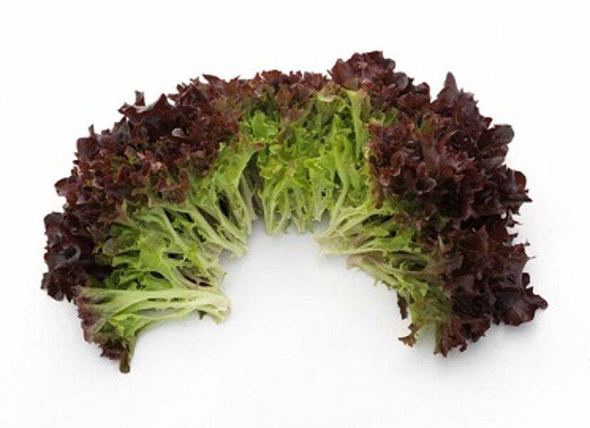 Salāti lapu  PRODIGIO 15 gran Syngenta