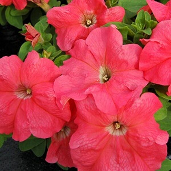 Petūnija Grandiflora PARADE/LIMBO GP F1 Salmon 10 gab Graines VOLTZ