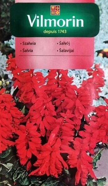 Spilgtā salvija sarkana 500 mg Vilmorin 