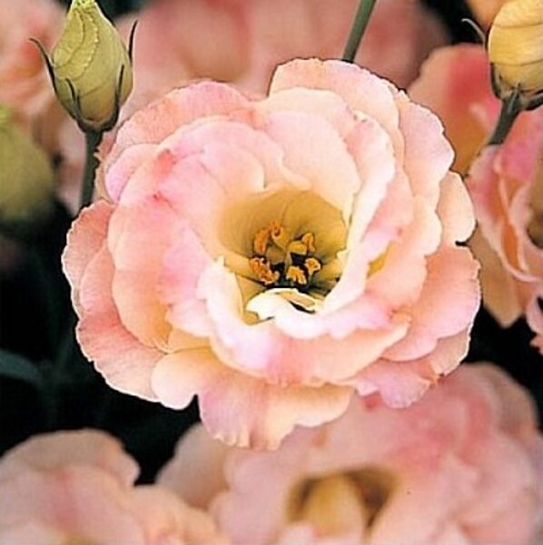 Lielziedu lizantes Arena  3 Champagne F1   10 granulas Takii Seed