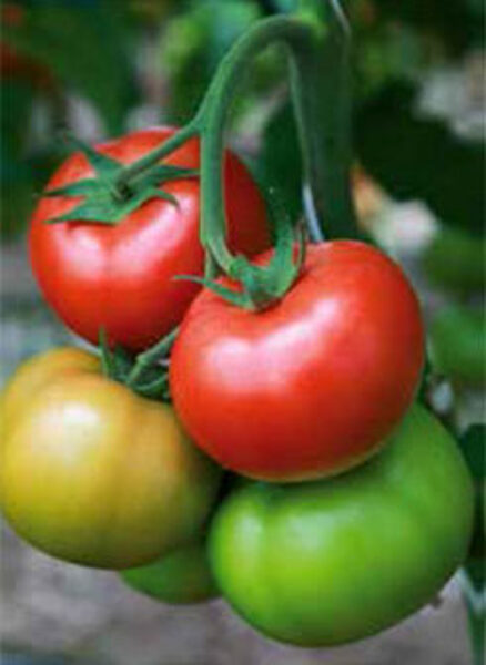 Tomāti SANDOLINE F1 15 gab Syngenta 