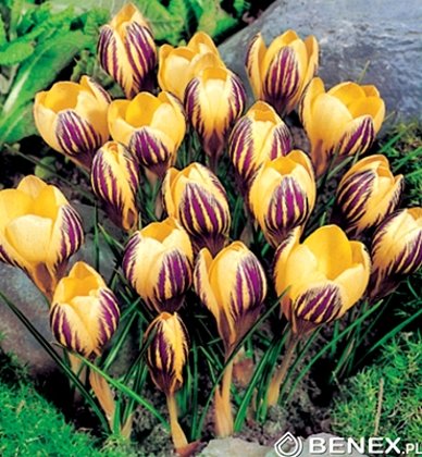 Krokusi lielziedu Saturnus 10 gab iepak