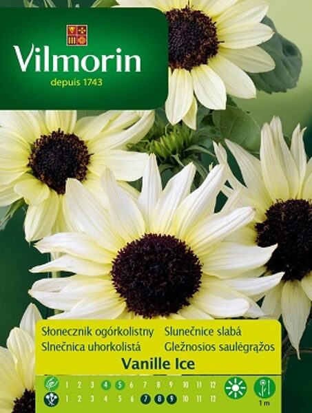 Saulespuķe gurķlapu Vanilla Ice  500 mg Vilmorin