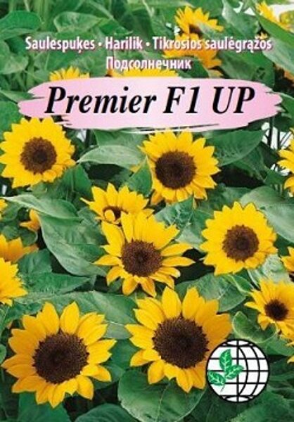 Saulespuķes Premier Up oranžas F1 15 gab Agrimatco