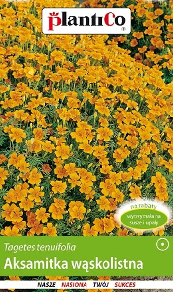 Šaurlapu samtene oranža 500 mg PlantiCo A.P.