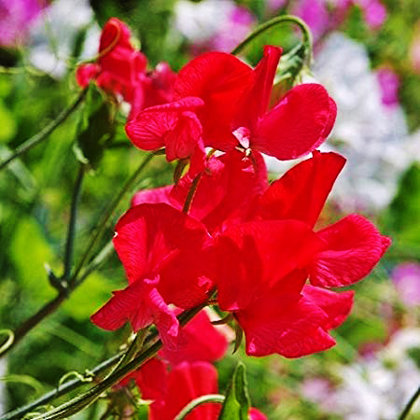 Puķuzirņi lielziedu smaržīgie Mammouth sērija SCARLET 20 gab Muller Seed