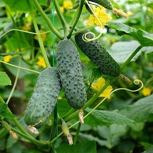 Gurķi NADUSHA F1 35 gab SEMINIS 