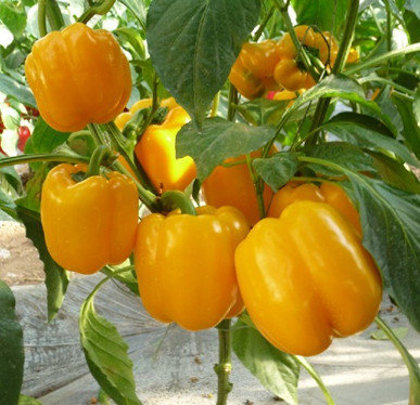 Paprika SHANGHAI F1 30 gab Seminis