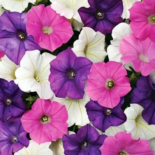 Petūnija Shock Wave Spark Mix F1 5 gab PanAmericanSeed