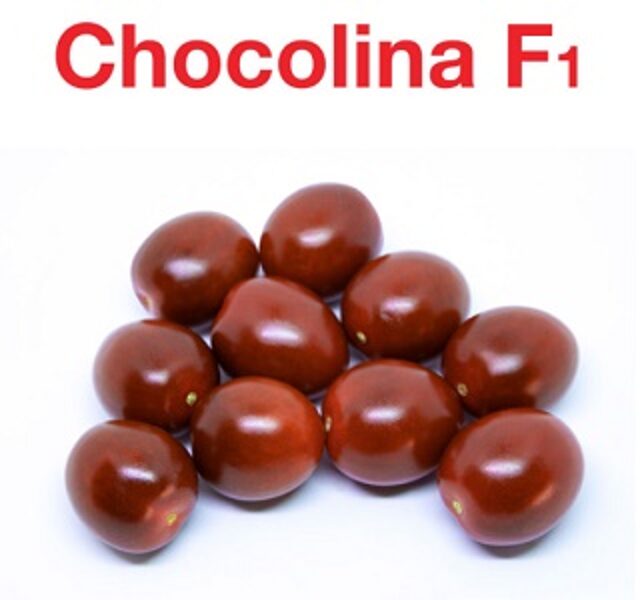 Tomāti CHOCOLINA F1 3 gab Yüksel Tohum