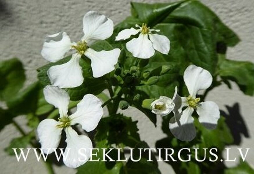 Eļļas rutks VB GAUSIAI 1 kg Lietuva