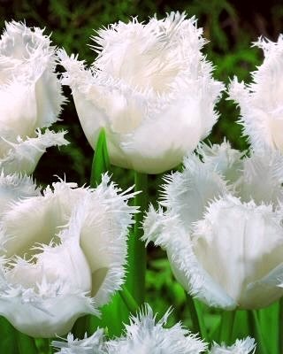 Tulpe bārkstainā Signature 1 gab