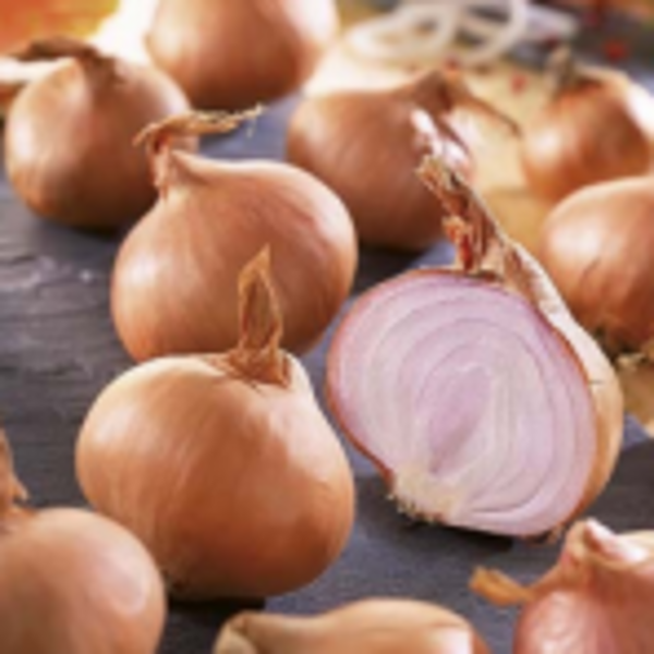 Šalotes sīksīpoli BIZTRO (ģimenes sīpoli) 1 kg Frakcija: 7/14 Holande