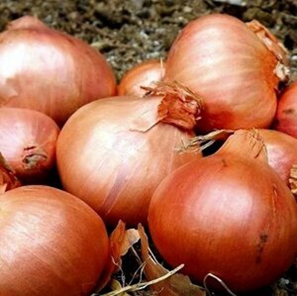 Šalotes sīksīpoli RED SUN (ģimenes sīpoli) 1 kg Frakcija: 7/14 Holande