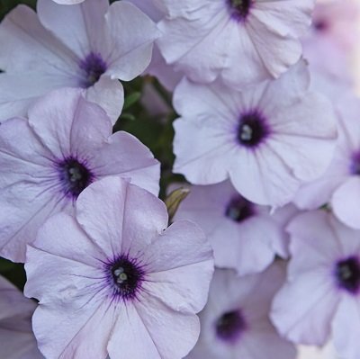 Petūnija Easy Wave® Silver F1 5 gab Muller Seed