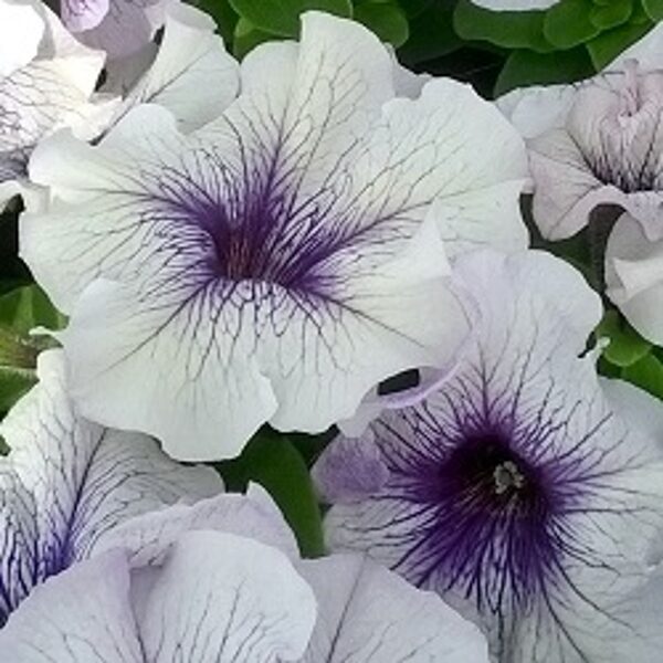 Petūnija Grandiflora PARADE/LIMBO GP F1 Silver Blue F1 10 gab Graines VOLTZ