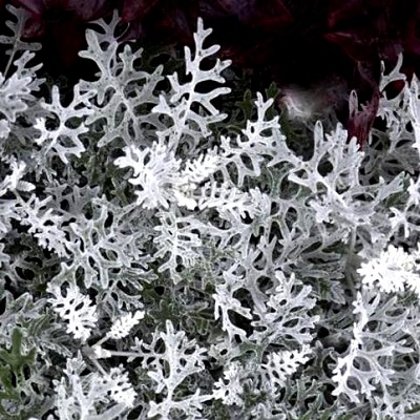 Pelēkā krustaine Silverdust 30 gab (granulas) Graines Voltz