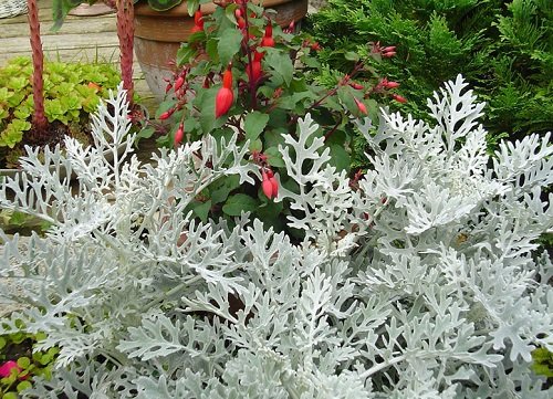 Pelēkā krustaine Silverado 40 gab Graines Voltz