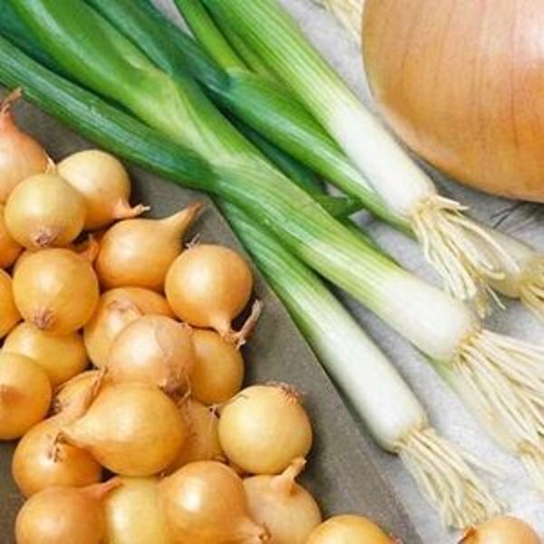Sīksīpoli loku dzīšanai  STUTTGARTER RIESEN 20 kg  Frakcija: 25/36  Holande (Pašizvešana)