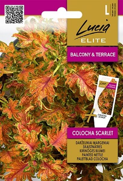 Koleus (Skaistnātrīte) COLOCHA SCARLET 25 gab Sėklos LT (Lucia ELITE)