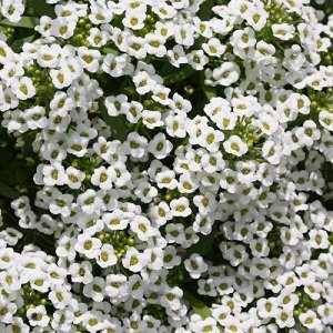 Jūrmalas lobulārija (Saldā alise) Snow Crystals  100 gab "PanAmericanSeed"