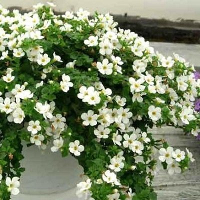 Bakopas Snowtopia®White  5 gab PanAmericanSeed