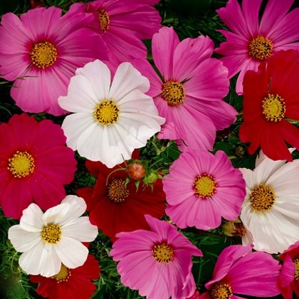 Divplūksnu kosmejas Sonata Mix Premium 15 gab PanAmericanSeed