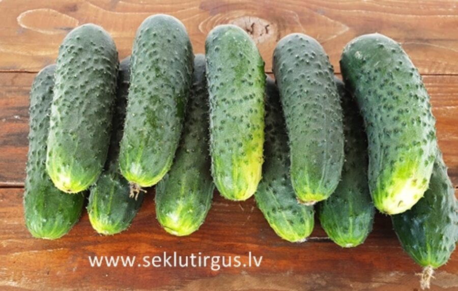 Gurķi SOLON F1 50 gab YUKSEL TOHUM