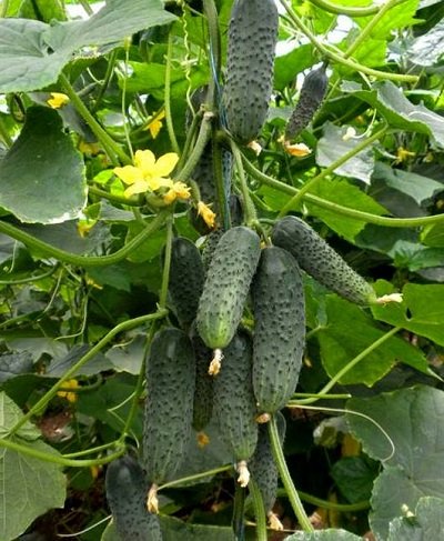 Gurķi SOLON F1 10 gab YUKSEL TOHUM