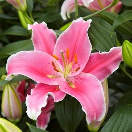Lilija SORBONNE 3 gab