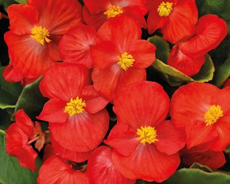 Ilgziedīgā begonija - Leduspuķe Sprint Plus F1 Red 30 granulas Benary